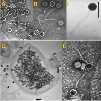 A New Freshwater Cyanosiphovirus Harboring Integrase